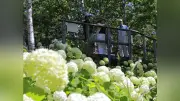 札幌・滝野すずらん丘陵公園でアナベル見頃 23日頃まで