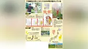 積雪減でシカ・イノシシ進出、青森の農業被害が５年で９０倍に拡大