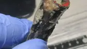 元寇の沈没船から南宋の矢を発見、接収し日本戦に転用か 長崎・松浦市の海底遺跡