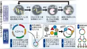 「人工細胞」による生命再現への挑戦、自己複製や分裂に一部成功、今後は環境適応や進化の再現が焦点に、注目集まる