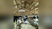 朝霧高原の牛舎、猛暑で暑熱対策に苦慮　国立公園の景観規制が壁に