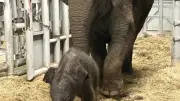 姫路セントラルパークでアジアゾウの赤ちゃん誕生、35年ぶり