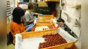 甘くて柔らかい「ベビーベビーTOMATO」出荷最盛期 青森・蓬田村など県内7軒で生産