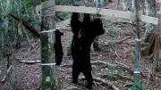 クマ保護と安全策の両立模索、四国山地のツキノワグマは絶滅危機