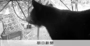 三重・尾鷲で2日連続クマ駆除、民家や小学校近くのわなにかかる