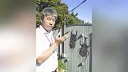 「全日本カブト虫相撲大会」勝ち上がるコツは？ 佐賀・太良町の夏恒例イベント主催者に聞く