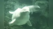 名古屋港水族館のベルーガが出産、水族館生まれの母からは国内初