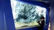 琵琶湖博物館、5水槽を閉鎖しアクリルガラス交換…ビワコオオナマズ水槽破損後の点検でひび確認