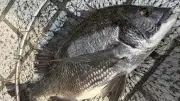 東京湾でクロダイ急増、都心の運河が釣りの聖地に 記者も20分でゲット