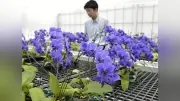 世界初の青いコチョウラン「ブルージーン」、四日市に開発生産設備