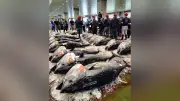 クロマグロ漁獲枠25%拡大、メキシコ賛成 韓国・台湾と配分交渉へ