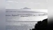 クロマグロ漁獲枠25%増提案採択、高知・宿毛湾の漁師ら期待と不安
