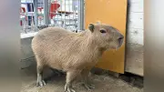 桂浜水族館のカピバラ、実は雄と判明し徳島の動物園へ