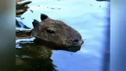 カピバラの生態と飼育の工夫 井の頭自然文化園でガイド実施
