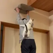 クッション掲げ“ニャン脚立”に猫が華麗に昇る 飼い主の信頼関係に反響