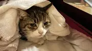 「猫はだめ。外へ」と拒否…ペット同行避難の理解求める 能登半島地震被災者が絵本制作へCF