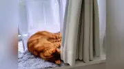 猫の耳は語る、かわいさの裏に痛みも 猫学コラム