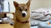 猫化した柴犬とコタツから出ないハスキーが話題 SNSで反響呼ぶ