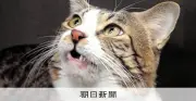 ネコの尿に含まれる特殊な脂肪酸が「においの名刺」に、岩手大学などが発表