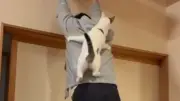 クッション掲げたら“ニャン脚立”に 猫が背中を華麗に昇る姿が話題