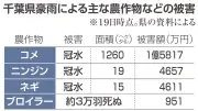 千葉豪雨、農業県に19億円被害 種まき直しに「心が折れそう」