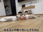 チワワ兄弟、おもちゃを咥えたまま同時に寝落ち 愛らしい姿に反響