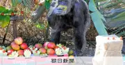 肝炎ウイルス感染20年超のチンパンジー、治療成功 京都大学など発表