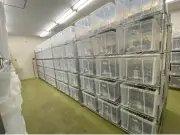 中国の半導体自給率向上、2027年に26%へ – 東洋経済