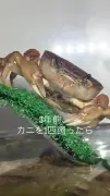 カニ1匹飼育3年後に子ガニ誕生、貯精で繁殖か 123万再生