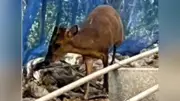 キョン分布拡大の恐れ、千葉から茨城・埼玉へ…１９年で８倍に