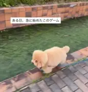 毎日川スレスレ歩く犬、ついに落ちる…衝撃の結末に114万再生