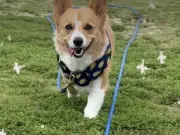 愛犬が「かわいい」を自分のあだ名だと思っている？ 飼い主の呼びかけに満面の笑顔で駆け寄る姿が話題