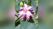上越市の公園で「双頭蓮」が開花、幸運の象徴として話題に