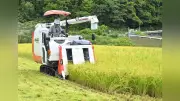 極早生のハナエチゼン収穫始まる 高島市で平年より4日早く