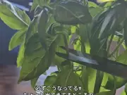バジルを簡単に増やす方法が話題 水に挿すだけの水耕栽培テクニック