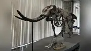 ゾウの進化や生態を考える企画展、京大総合博物館で開催中