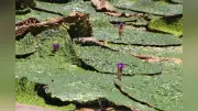 岐阜・海津市で絶滅危惧種オニバスの花が見頃、午前中の観賞がおすすめ