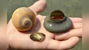 アサリ天敵ツメタガイと砂茶碗、愛知・福江湾で漁業者ら除去活動