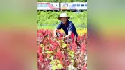 三鉄が見える花畑が復活　岩手・山田町、77歳農家が再生