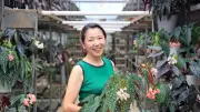 国際線CAから花卉農家に転身、クリスマスローズとベゴニア育てる野口貴子さん