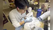 ３０年眠った岩塊から新種の可能性 モササウルス類の化石発見 岡山理科大チーム
