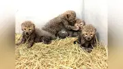 広島・安佐動物公園でチーター4匹誕生、高齢オスの繁殖成功