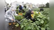 世田谷の枝豆、収穫当日に居酒屋で提供 地産地消の新たな取り組み