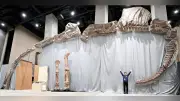 天井ギリギリの巨大竜脚類「シンジャンティタン」化石、福井で展示中