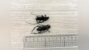 クビアカツヤカミキリ駆除で県産品や奨励金、岐阜県と池田町が協力求む