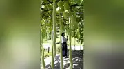 京都府立植物園でヒョウタン見頃 ５センチから２メートルまで１９品種