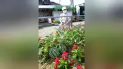 道の駅の花壇に「ど根性スイカ」、猛暑乗り越え実を結ぶ