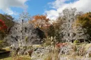 箱根ガラスの森美術館、3万粒のクリスタル使用「ガラスのススキ」動画が幻想的と話題