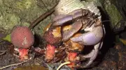 オカヤドカリが種子運び、植物生態系の保全に貢献 神戸大教授が発表