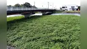 「地球上最悪の侵略的植物」ナガエツルノゲイトウで消臭剤開発、高校生ら研究